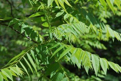 Juglans nigra - ořešák černý - listy